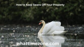 How to Keep Swans Off Your Property With Chemicals & Natural Solutions