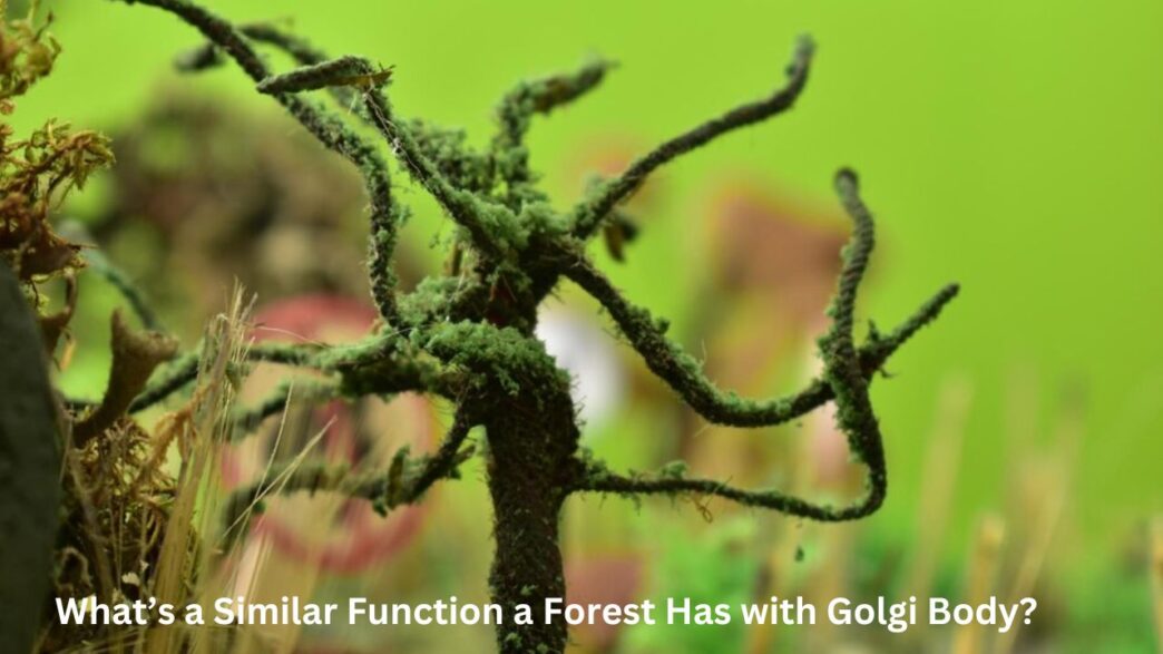 What’s a Similar Function a Forest Has with Golgi Body?